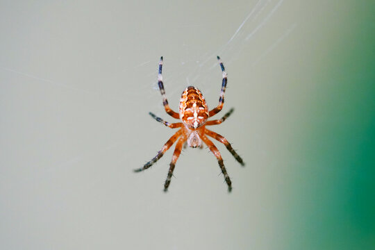 A spider in the forest in summer