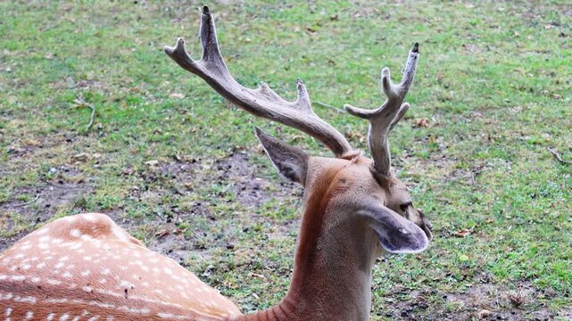 A graceful deer with antlers rests peacefully on the lush green grass, showcasing the serene beauty of wildlife. the spotted coat and elegant antler structure highlight the deer's natural elegance and