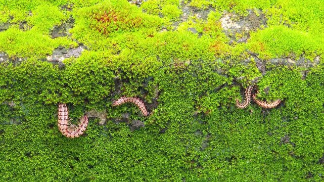 Shocking pink dragon millipede  along the mossy ground.