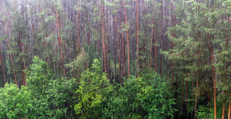 A heavy downpour in a pine forest. Streams of water rush downwards. Overhead view. A landscape featuring tall pines and deciduous trees growing beneath them. Panoramic view. © Svetlana