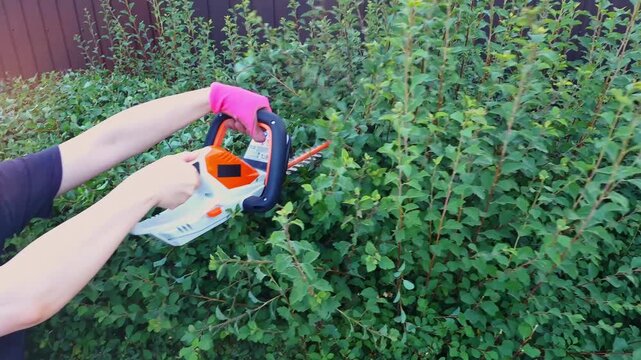 A person wearing pink gloves uses an electric hedge trimmer to shape a lush green spirea bush in a private garden setting