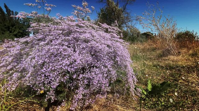 A large bush of flowering kermek (Limonium) in the steppe