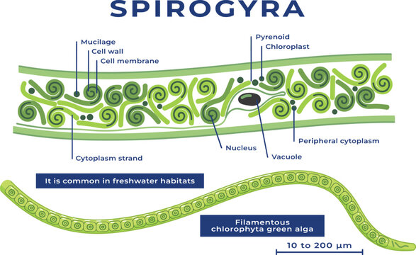 Spirogyra Algae Cell Structure Vector Diagram Detailing Filamentous Chlorophyta Anatomy with Spiral Chloroplast Pyrenoid Nucleus and Cell Wall for Botany Science Education