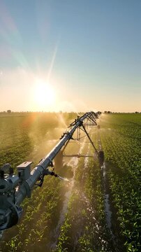 Irrigation system spraying water over green crops in a field during sunset, with sunlight illuminating the landscape and creating a misty atmosphere
