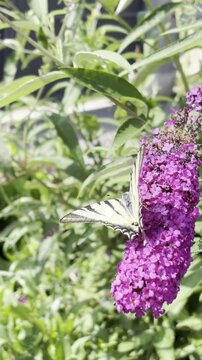 swallowtail on a butterfly bush