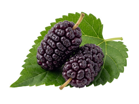 Two ripe mulberries with green leaf isolated on transparent background funny animal emoji