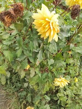 Flora and Fauna in Chitlang Valley
