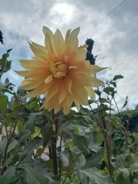Flora and Fauna in Chitlang Valley