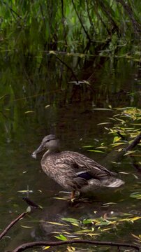Female Mallard Duck Stretching Leg and Wing on Log in Forest Pond, 4K. Authentic wildlife footage perfect for cinematic b-roll, environmental storytelling, or seasonal nature content.