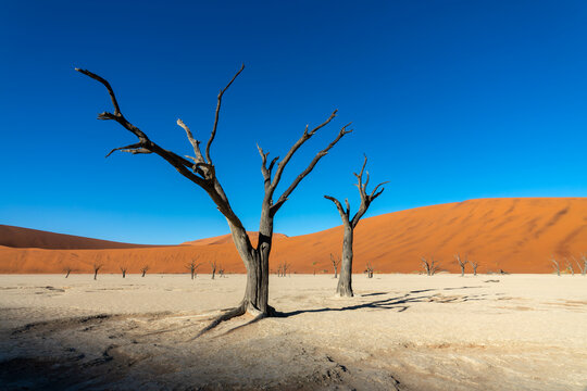  Deadvlei (or Dead Vlei), dead  trees and sand dunes in Sossusvlei, Namib Naukluft national park, Namibia scenic landscape, Africa
