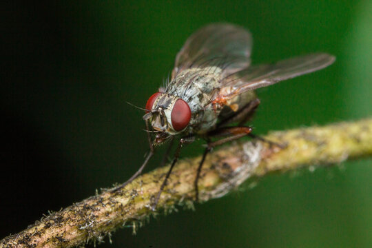 Striking Musca Domestica House Fly, Common Fly Macro on Textured Branch