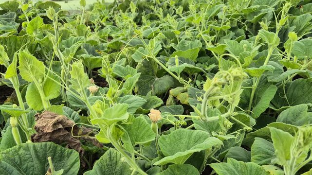 Bottle Gourd Vine Early Fruit Buds Blooming Field Agriculture Plant Video