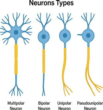 Structural Types of Neurons Vector Illustration Comparing Multipolar Bipolar Unipolar and Pseudounipolar Nerve Cell Morphologies