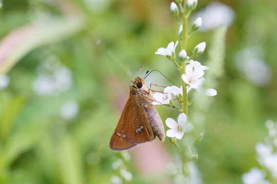 ヌマトラノオの蜜を吸うセセリチョウ