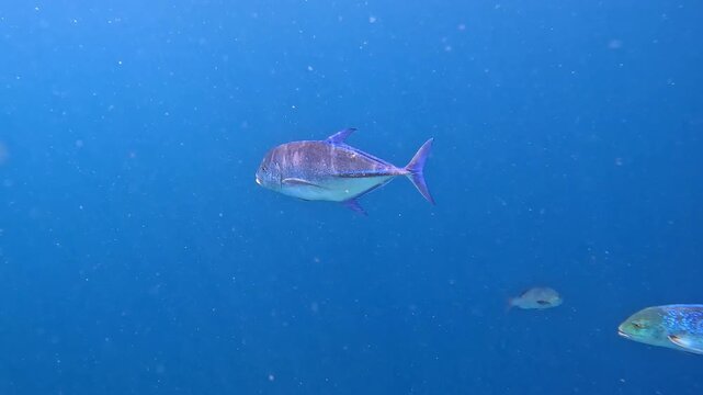 Pair of bluefin trevally fish swimming around the corals near Ellaidhoo island in the Maldives