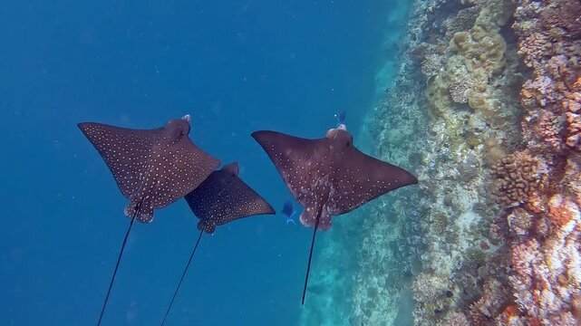 Ocellated eagle rays swimming around the colorful corals near Ellaidhoo island in the Maldives