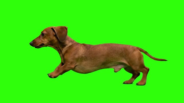 A brown Dachshund sausage dog running at high speed in side profile isolated on a solid green chroma key background. Perfect for pet food advertising, veterinary care promos, domestic animal motion gr