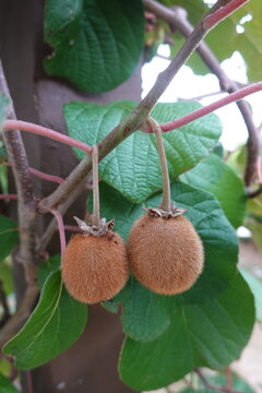 Growing kiwi fruit on a vine, showing fuzzy skin, green leaves, and developing berries in an orchard