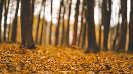 Fototapeta na wymiar Autumn forest floor covered in fallen leaves with blurred trees in the background