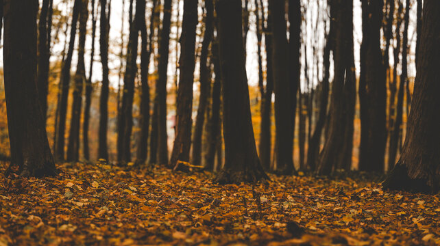 Autumn forest floor covered in fallen leaves with tall trees in the background