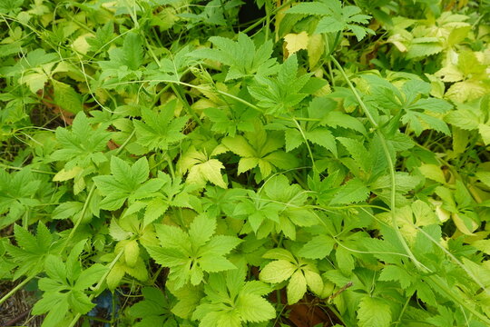 Achocha, also known as caigua or cyclanthera pedata, is a healthy and nutritious vegetable plant