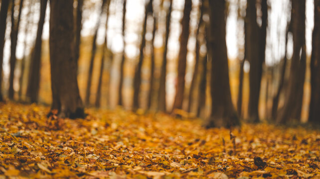 Autumn forest floor covered in fallen leaves with blurred trees in the background
