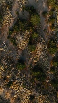 Top down vertical aerial view over rugged volcanic terrain, sparse pine trees and rocky ground at Nevado de Colima (Zapotepetl) National Park, Mexico. Overhead shot.