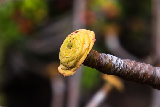 Close-Up of New Growth on a Tropical Cactus Stem