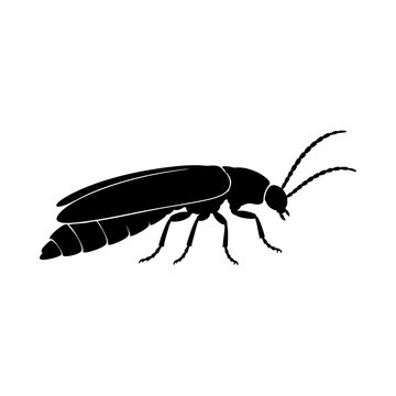 Black Earwig Insect Side Profile Silhouette Isolated On White Background