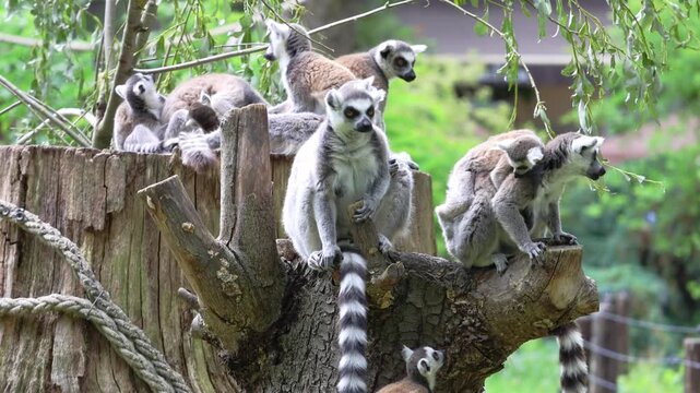 A lively group of ring-tailed lemurs gathers on a tree stump, showcasing social interactions in their natural habitat. surrounded by lush greenery, they highlight themes of biodiversity and environmen