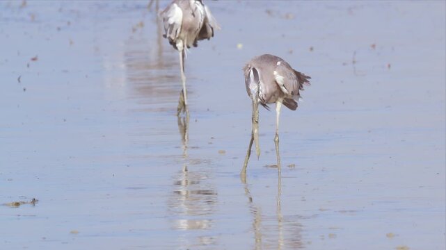 Two grey herons wade slowly through shallow coastal water, one stabbing down to catch small prey while the other stands watching nearby in Kuwait.