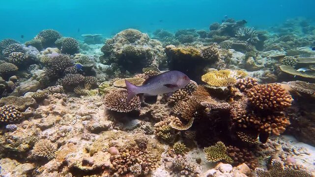 Snapper fish slowly gliding through a coral reef near the Island of Ellaidhoo, the Maldives