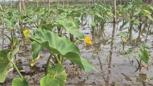 Irrigated Taro Crop Field Water Flooded Arum Cultivation Agriculture Video