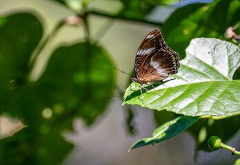 Blue Moon Moth (Hypolimnas bolina) on the plant. © mylasa