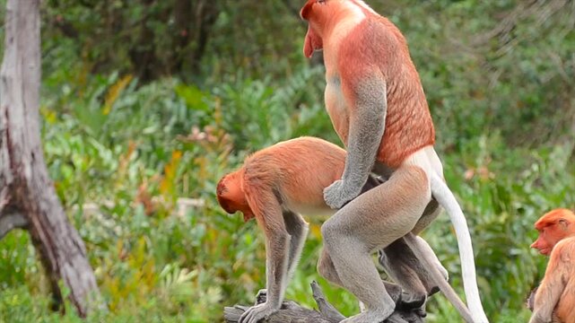 Proboscis monkeys displaying natural behaviour together in their rainforest habitat in Borneo