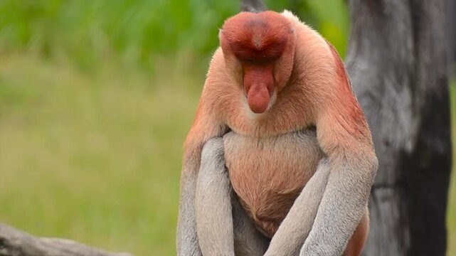 A male proboscis monkey resting on a tree branch in the Borneo rainforest