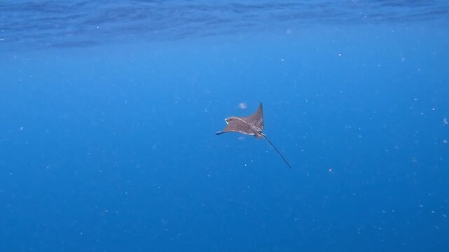 Ocellated eagle-ray fish swimming in the Indian Ocean near Ellaidhoo island in the Maldives