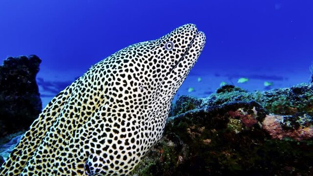 Underwater footage of a leopard moray eel swimming above a coral reef in Mauritius waters. Its striking spotted pattern stands out against the vivid blue ocean, ideal for marine wildlife