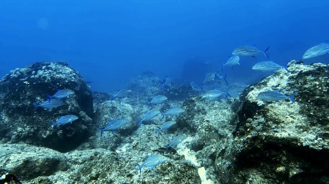 Underwater footage of a school of trevally swimming around a coral reef in Mauritius waters. Dynamic tropical marine scene showcasing schooling behavior, biodiversity, and vibrant ocean life.