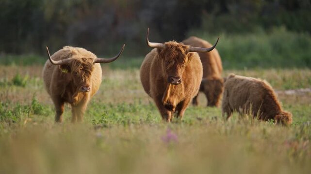 Frontal slomo view of Highland Cattle with iconic wide horns strolling in meadow