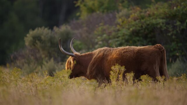 Profile slomo view of shaggy Highland cow with upright horns strolling in field