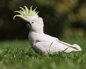 Sulphur Crested Cockatoo Showing off It's Crest © Craig
