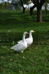 White geese rest on green lawn in orchard-like garden, framed by blurred trees and soft background. Scene suggests calm countryside wildlife, domestic birds, and gentle natural living © Sasha Bond