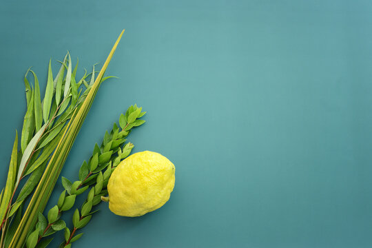Jewish festival of Sukkot. Traditional symbols (The four species): Etrog (citron), lulav (palm branch), hadas (myrtle), arava (willow)