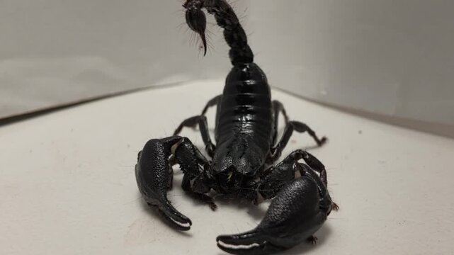 Giant Black Scorpion Raised Stinger White Isolate.