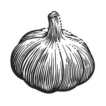 Detailed black and white illustration of a whole garlic bulb with textured cloves and stem. Engraving style suitable for food, cooking, vegetables, botanical and culinary themes.
