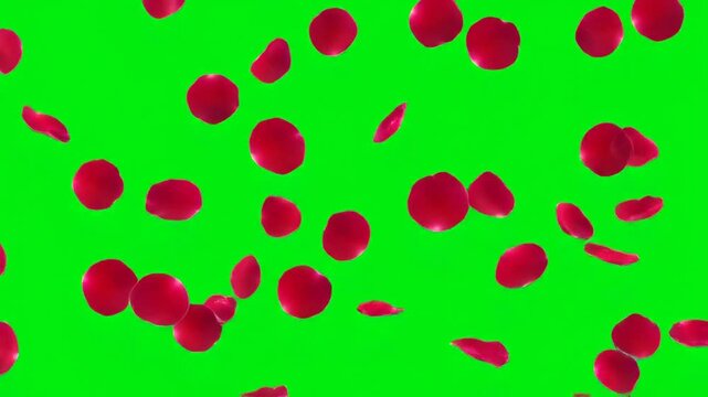 Red rose petals falling on green screen background