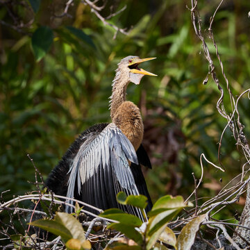 Female Anhinga or water turkey or snakebird or American Darter sitting on the branch between green foliage drying wings and feathers in everglades florida