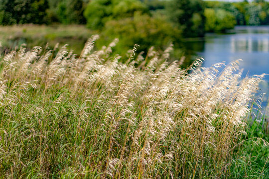 Dry brown horse sorrel seed heads closeup against a blurred river background. Natural late summer plant texture, rumex confertus botanical macro view.