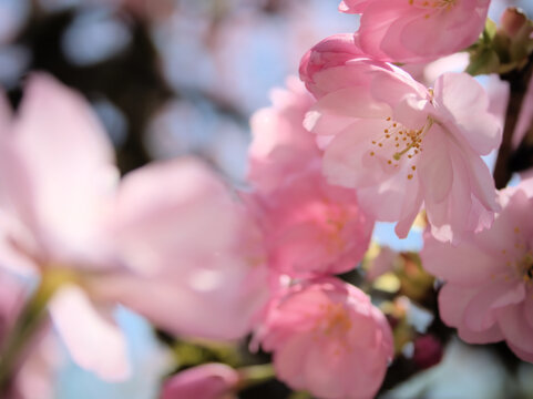晴れた4月に美しく咲いたピンク色のサクラ「八重紫桜（ヤエムラサキサクラ）」